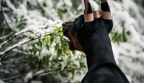 Close-up of a dog