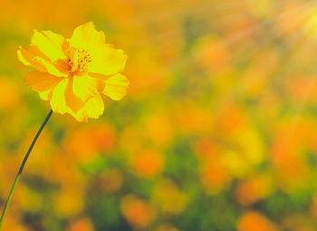 Close-up of yellow flowers blooming outdoors