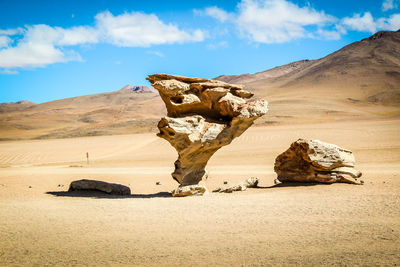 Dead tree on desert