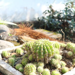 Close-up of succulent plant on field