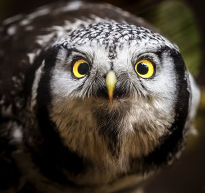 Close-up portrait of owl