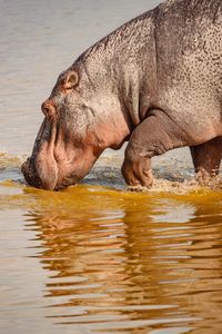 A lone hippopotamus with it's reflection at enkongo narok swamp in amboseli national park in kenya