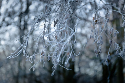 Close-up of frozen plant