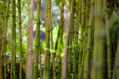 Full frame shot of bamboo plants