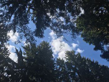 Low angle view of trees against sky