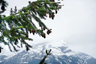 Close-up of pine tree against sky during winter