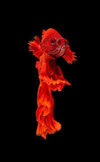 Close-up of orange butterfly over black background