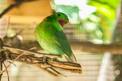 Close-up of parrot perching in cage