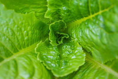 Full frame shot of green leaves