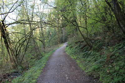 Road amidst trees in forest