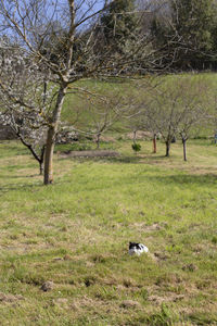 View of sheep on grassy field