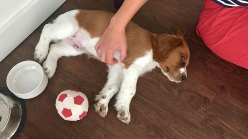 Cropped hand of woman petting dog lying on hardwood floor