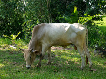 Horse grazing in a field