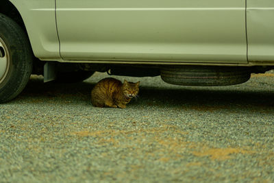 High angle view of cat relaxing on street