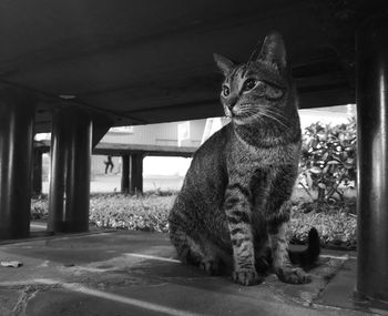 Cat sitting on floor