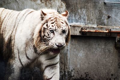 Portrait of a cat in zoo