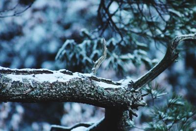 Close-up of tree branch during winter