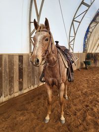 High angle view of horse on wooden wall