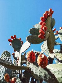 Low angle view of prickly pear cactus against blue sky