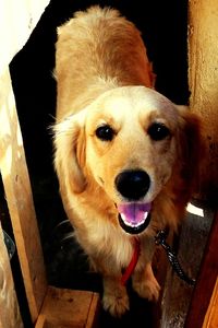 Close-up portrait of dog