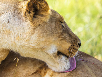 Female lion licks an injury to her leg with her tongue