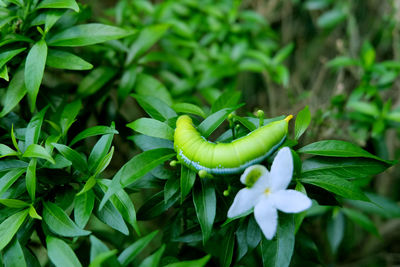 Close-up of caterpillar on leaves