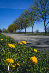 Yellow flowering plants on field