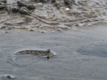 High angle view of crab on beach