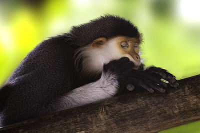 Low angle view of monkey sleeping on branch at zoo