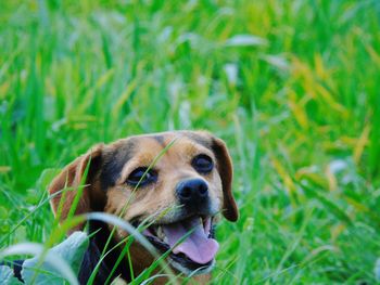 Dog looking away on field