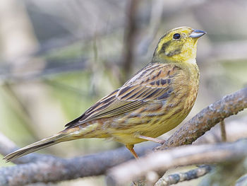 Close-up of bird perching on branch