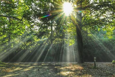 Sun shining through trees