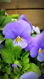 Close-up of purple flower blooming outdoors