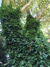 Low angle view of ivy growing on tree trunk