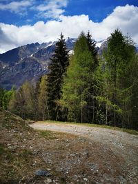 Scenic view of forest against sky