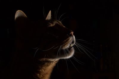 Close-up of cat looking away