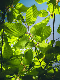 Low angle view of leaves on tree