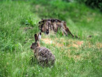 View of hare on field