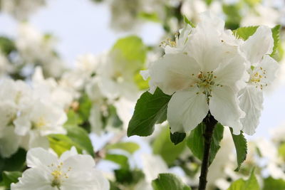 Close-up of white cherry blossoms in spring