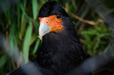 Close-up of bird