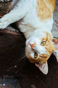 Close-up portrait of cat