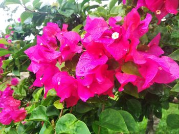 Close-up of pink rose plant