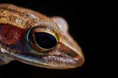 Close-up of animal eye over black background