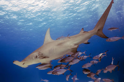 A great hammerhead - sphyrna mokarran - in bimini, bahamas