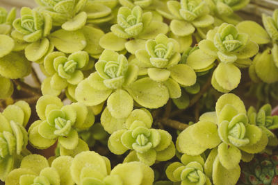 Full frame shot of yellow flowers