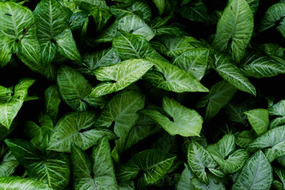 Full frame shot of fresh green leaves