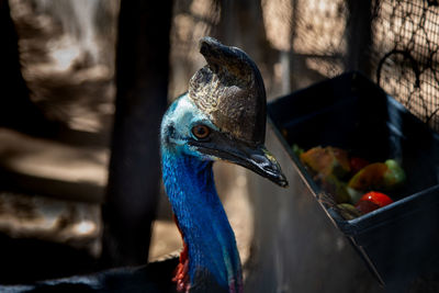 Close-up of a bird