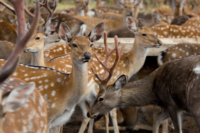 Deer in a field