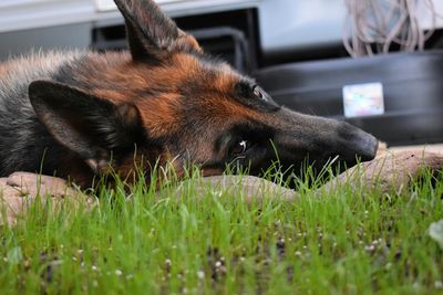 Dog lying down on grass