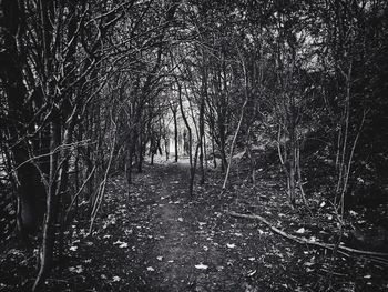 Bare trees in forest